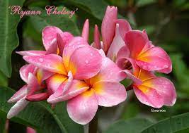 The Plumeria Ryan Chelsey Photo By E Willis Plumeria Frangipani Flowers