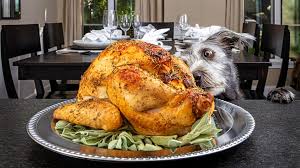 Start preparing for thanksgiving now with our ultimate thanksgiving recipe collection. Thanksgiving Foods To Avoid Giving To Pets Khou Com