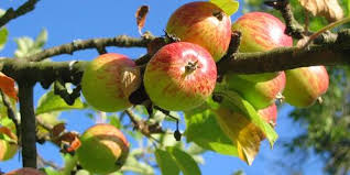 Maybe you would like to learn more about one of these? Gravenstein Apple Tree One Of The Largest And Hardiest Apple Trees Online Orchards