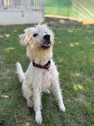 Image result for lakeland teriér