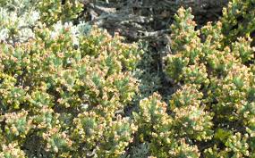Image result for Fadogia tomentosa