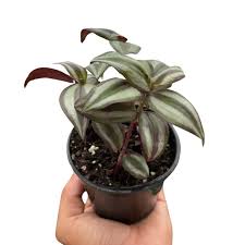 Image result for Tradescantia zebrina