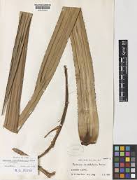 Image result for Pandanus candelabrum