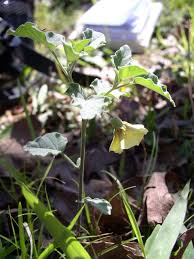Image result for Physalis pubescens
