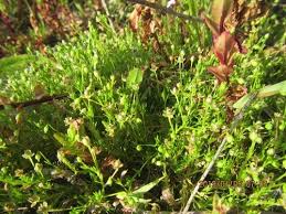 Image result for Sagina