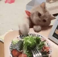 In our funny gifs category food from our cliparts collection you will find funny animated gifs, images and graphics to download. Dont Play With Your Food Gifs Get The Best Gif On Giphy