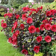 Image result for Hibiscus schinzii