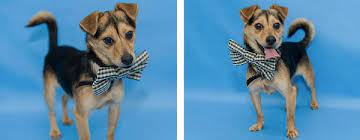 Последние твиты от orange county animal services (@ocas_orlando). Adoptable Dogs From Orange County Animal Services Orlando Fl Daily Dog Tag