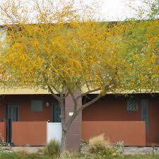 Image result for Acacia farnesiana