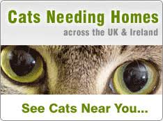 We receive no government funding and your donations help us to take care of animals that desperately need our help. Cat Rescue Centres Berkshire Adopt A Cat Cat Chat