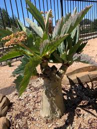 Image result for Cyphostemma tenuissimum