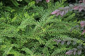 Image result for Phyllanthus parvus