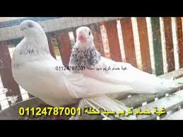 غية حمام كريم سيد نخلة الحمام المساويد والحمام الصافي والابلق قشر بندق Youtube