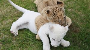 Great prices and selection of pictures lion. Rare White Lion Cub Makes Debut In E China Cgtn