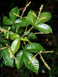 Image result for Allophylus