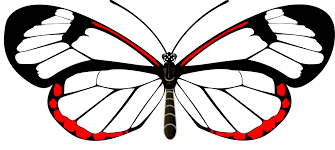Plan your vacation to yosemite today! Mariposa Alas De Cristal Insecto Free Image On Pixabay
