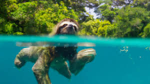 Just Keep Swimming Mr Sloth Picture Bbc Planet Earth Ii Bbc Planet Earth Planet Earth 2