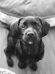 Shih Tzu Pomeranian Mix Black And Brown Blade At 15 Weeks Cute Animals Shih Tzu Puppies