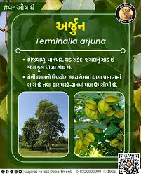 Image result for Anticharis