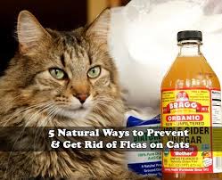 The Age Old Scourge Of Fleas Usually Associated With Pet Dogs Or Cats Can Affect Any Home And While Chemical B Flea Remedies Natural Flea Remedies Cat Fleas