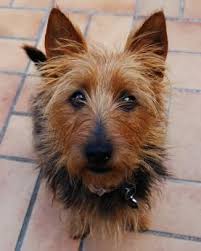 Pin By Sari Day On Aussies Australian Terrier Australian Terrier Puppies Australian Silky Terrier