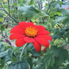 Image result for Tithonia