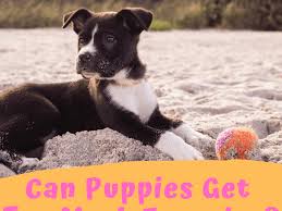 1.barking and whining of a few puppies:0,12 2.barking the big dogs:0,12 3.barking the dogs and puppies:0,12 4.dog growls and. How Exercise Can Harm A Puppy S Growth Plates Pethelpful