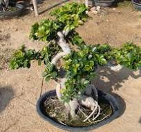 China Chinese wholesale Ficus Root Shape - S Shaped Ficus ...