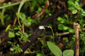 Image result for Utricularia striatula