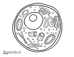 Here are two amazing coloring pages for you! Cell Coloring Page The Crafty Classroom