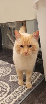 Found Cat in Buffalo MN