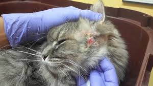 Untuk mendapatkan anak kucing juga mudah, tidak perlu mengeluarkan uang yang banyak. Apa Yang Anda Perlu Tahu Mengenai Sporotrichisos Sporo Pada Kucing The Mamamiaow