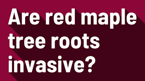 When this plant was introduced, it became the most desirable maple and remains top notch today! Are Red Maple Tree Roots Invasive Youtube
