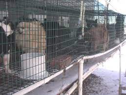 The ohio auction, believed to be the first in that state of solely pennsylvania dogs, was held two days before the major provisions of the stringent new for six years, smith has fought against conditions in large commercial breeding facilities known as puppy mills. he also has rehabilitated rescued. Breeders High Volume Puppy Mill