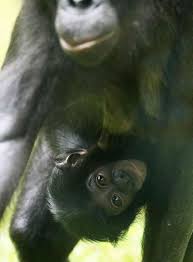 Like puppies, bunnies, babies, and so on. Koln Bonobo Baby Im Zoo Geboren