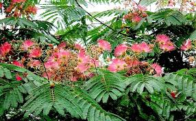 Image result for Laurembergia tetrandra