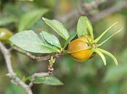 Nos coups de coeur sur les routes de france. Gardenia Jasminoides Wikiwand