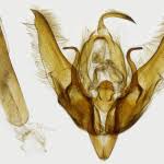 Image result for Graphiphora augur