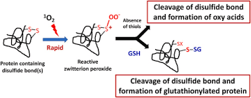 Characterization Of Disulfide (Cystine) Oxidation By Hocl In A Model  Peptide: Evidence For Oxygen Addition, Disulfide Bond Cleavage And Adduct  Formation With Thiols - Sciencedirect