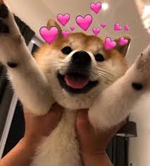 ʚ ɞ Follow Me For More Portialina ʚ ɞ Also Go Sub To My Channel Link In Bio ʚ ɞ Cat Memes Cute Love Memes Cute Animals