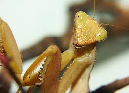 We did not find results for: Pin By Askile D Mrow On Animals The Other Friends Scary Animals Cool Stuff Critter