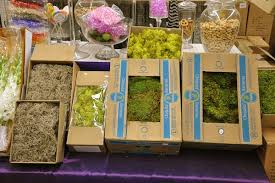 Maybe you would like to learn more about one of these? Halloween Flowers Succulents Wholesale