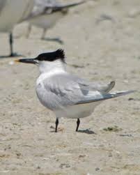 Birds That Lay Their Eggs On The Ground Sandwich Tern Terns Are Birds That Are Normally Found Near The Sea Rivers Or Wetlands Typically Breed In Noisy Colonies Beautiful Birds Aquatic Birds Birds