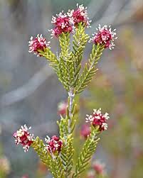 Image result for Struthiola montana