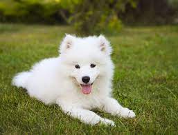 Samoyed Dog Breed Information Pictures Characteristics Facts Dogtime Samoyed Puppy Samoyed Dogs Dog Breeds