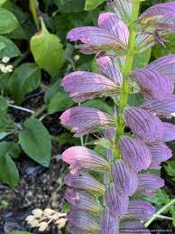 Image result for Acanthopale confertiflora