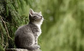 Dans son rêve, on rencontre une femme enceinte, ou, plus couramment, on rêve que l'on attend à elles sur un désir refoulé, un manque dans leur vie actuelle, quant aux hommes qui se sont vus femme enceinte et évolution personnelle. Chat Et Grossesse Font Ils Bon Menage Untibebe Blog Famille
