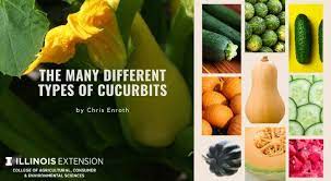 Dh is always finding them when they do plumbing inside of old houses and the stink alerts them. The Many Different Types Of Cucurbits University Of Illinois Extension