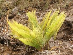Image result for Blechnum tabulare