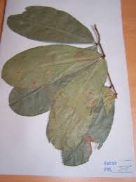Image result for Gilbertiodendron